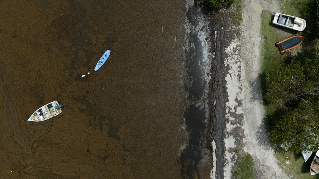 Aerial view of boats surrounded by sargassum just off the coast of Puerto Rico.