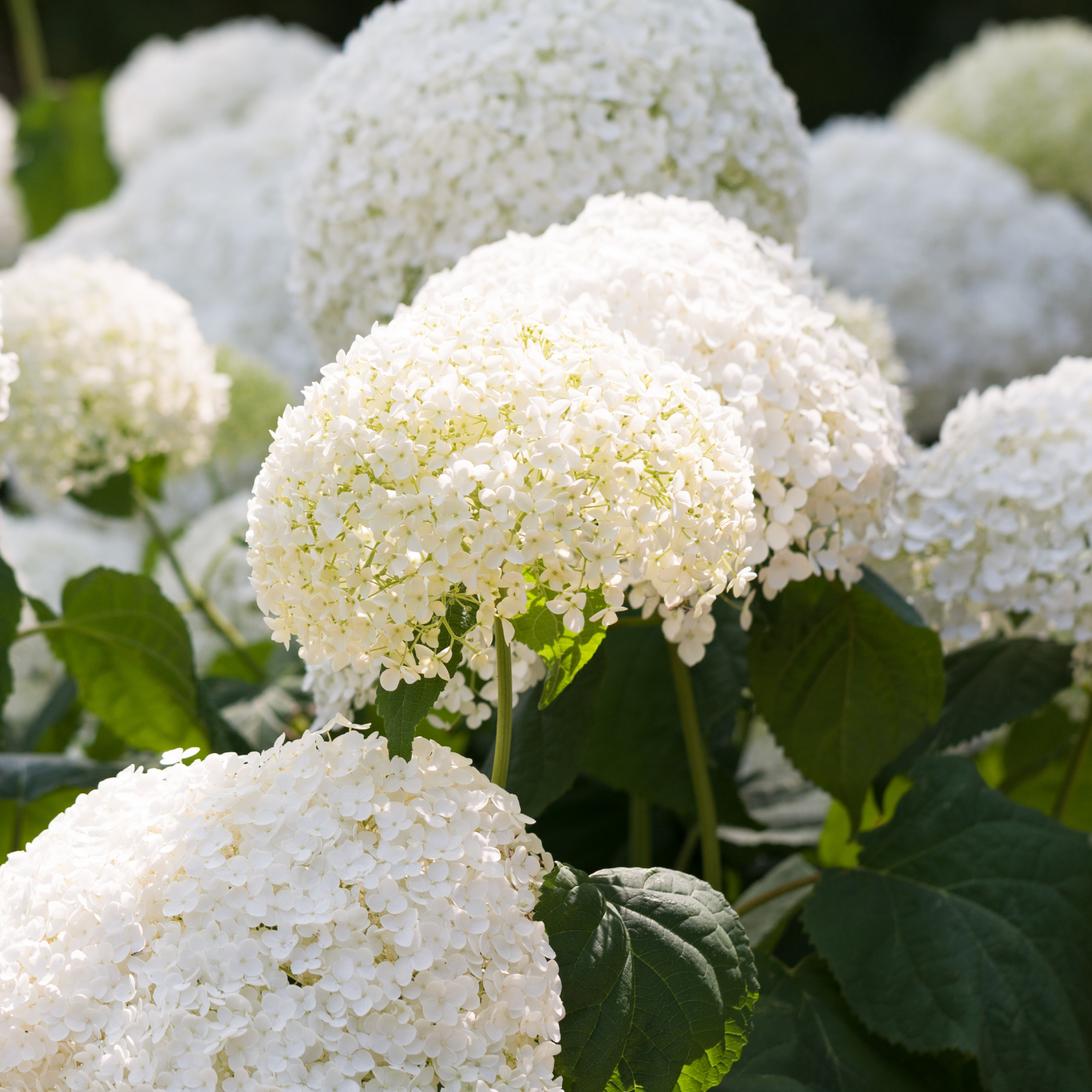 Close up of smooth hydrangea flowers