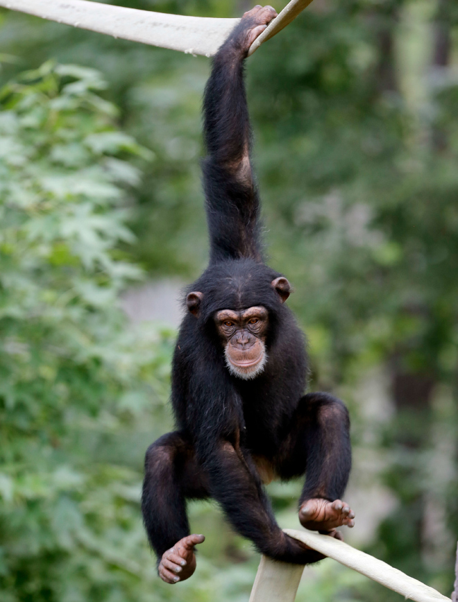 chimpanzees, chimp haven, lab animals, animal testing, chimp retirement