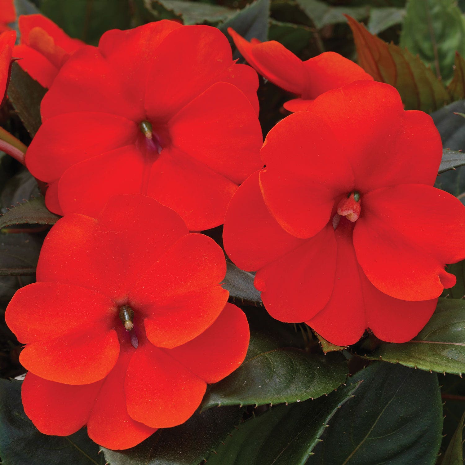 Sunpatiens Electric Orange Impatiens Plants