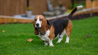 Basset Hound in the garden