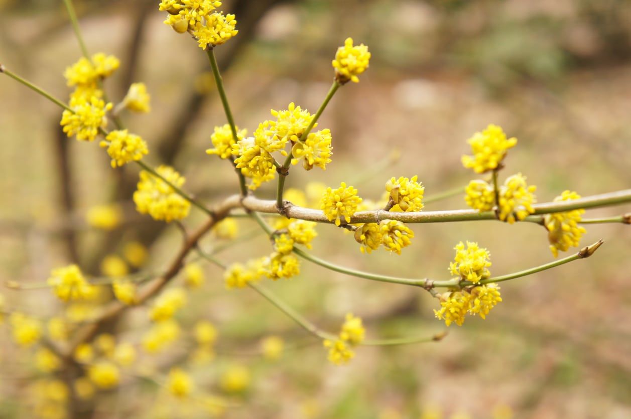 Yellow Flowered Spicebush Plant