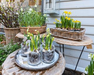 spring container ideas narcissus and hellebores planted up in wicker pots