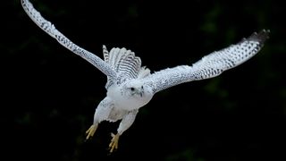White gyrfalcons (Falco rusticolus), the biggest of all falcon species, are highly prized by illegal collectors.