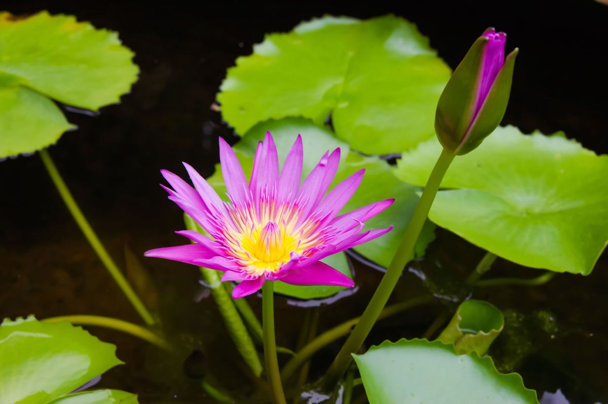 Wetland Plant Info - Learn About Hydrophytic Plants | Gardening Know How