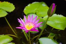 Purple Water Lilies In A Pond