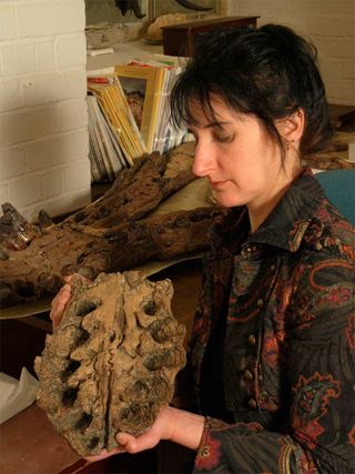 Judyth Sassoon holds part of the snout of the Westbury pliosaur; the holes on the specimen are tooth sockets