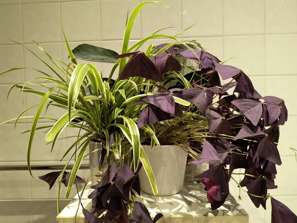 A house plant taken on the Moto Edge 40 Neo