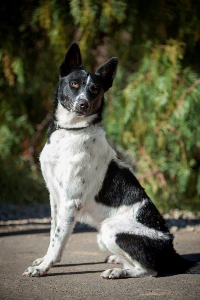 Rocket the border collie.