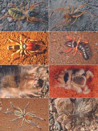 Examples of arachnids in the Solifugae order.