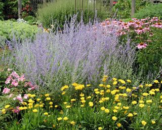 Russian sage in a late summer/early autumn borders