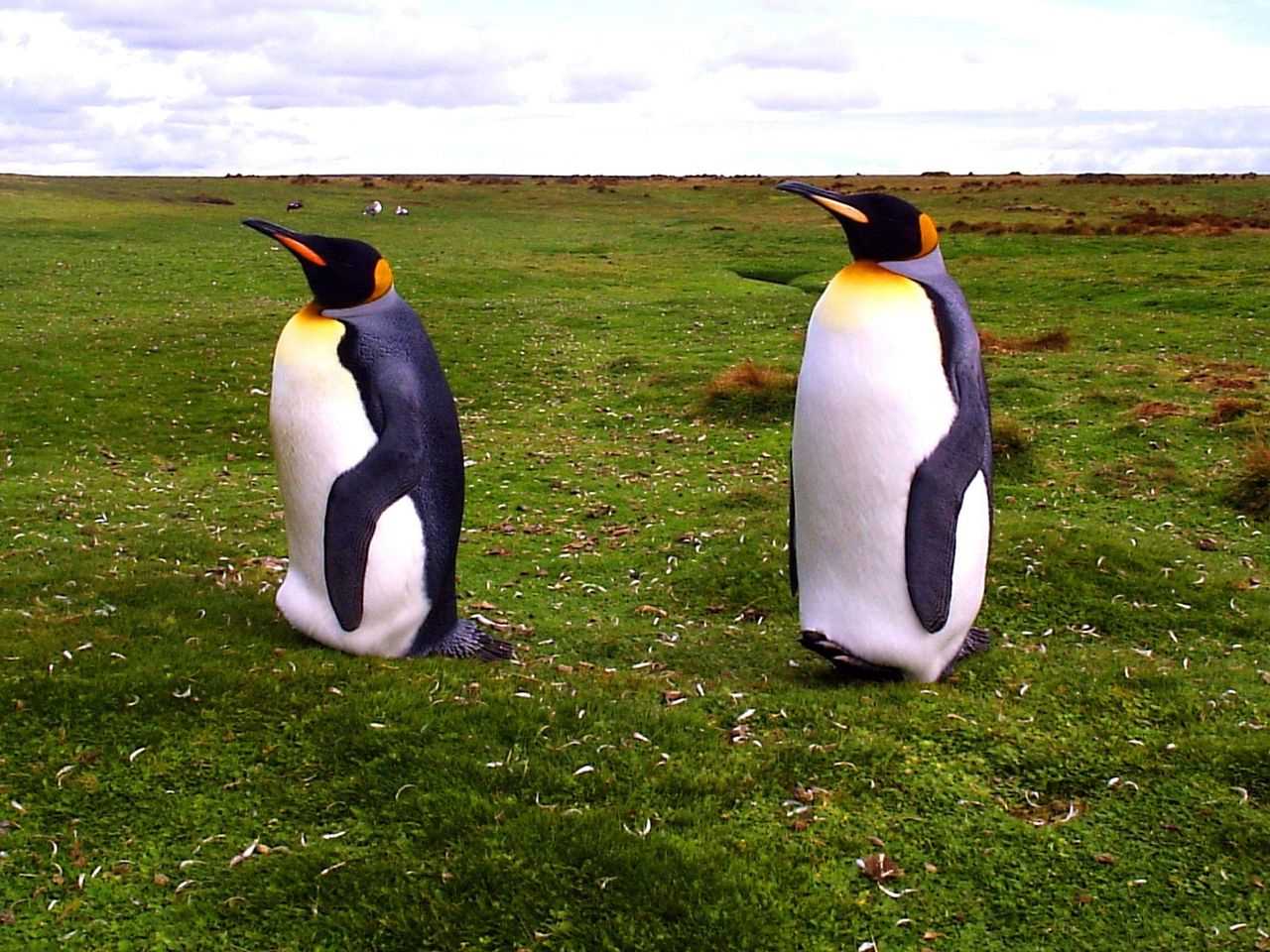 Penguins In The Garden