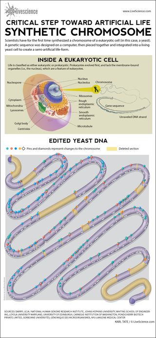 By editing its DNA sequence on a computer, scientists modified a eukaryotic yeast cell. (See full infographic)