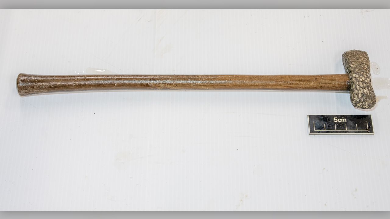 The roughly 4,000-year-old ax has a wooden haft and stone blade.
