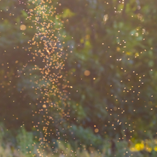 Mosquitoes swarming on a summer evening.