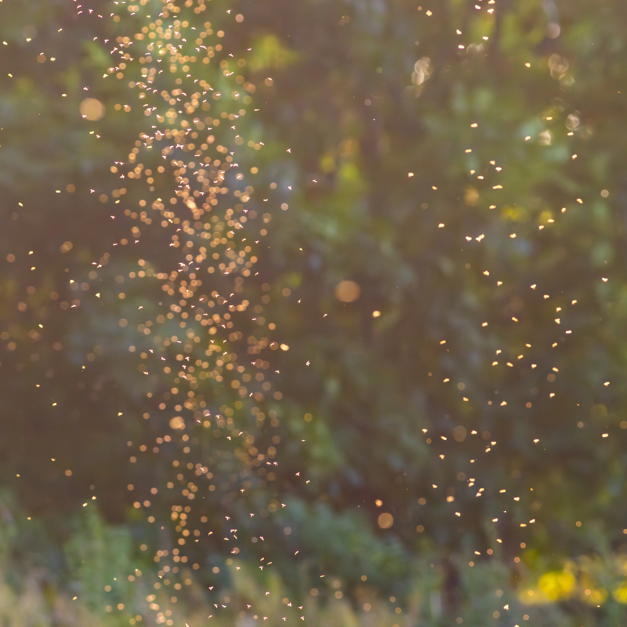 Mosquitoes swarming on a summer evening.