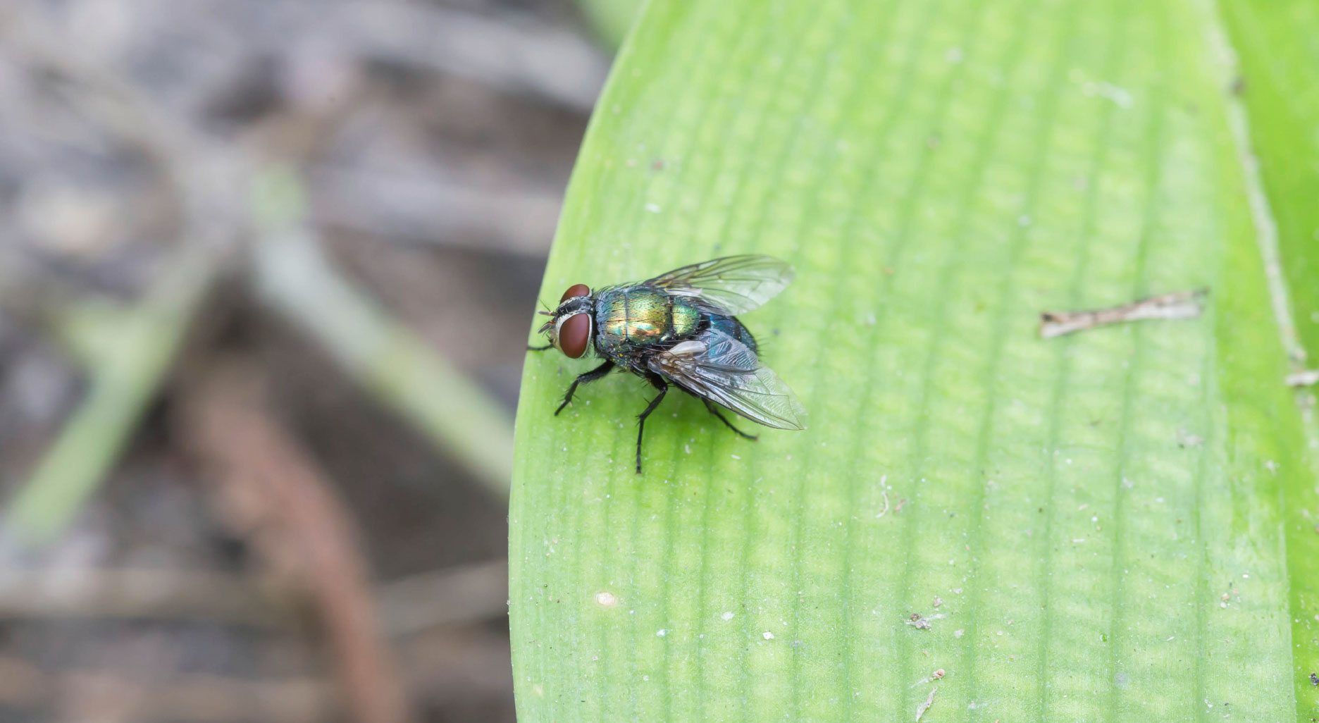 Fly Repellent Herbs - Tips For Using Herbs To Repel Flies | Gardening Know  How