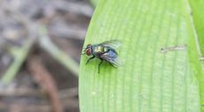 Fly On Plant