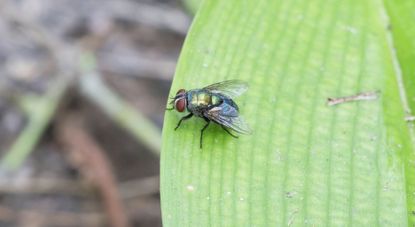 Fly On Plant