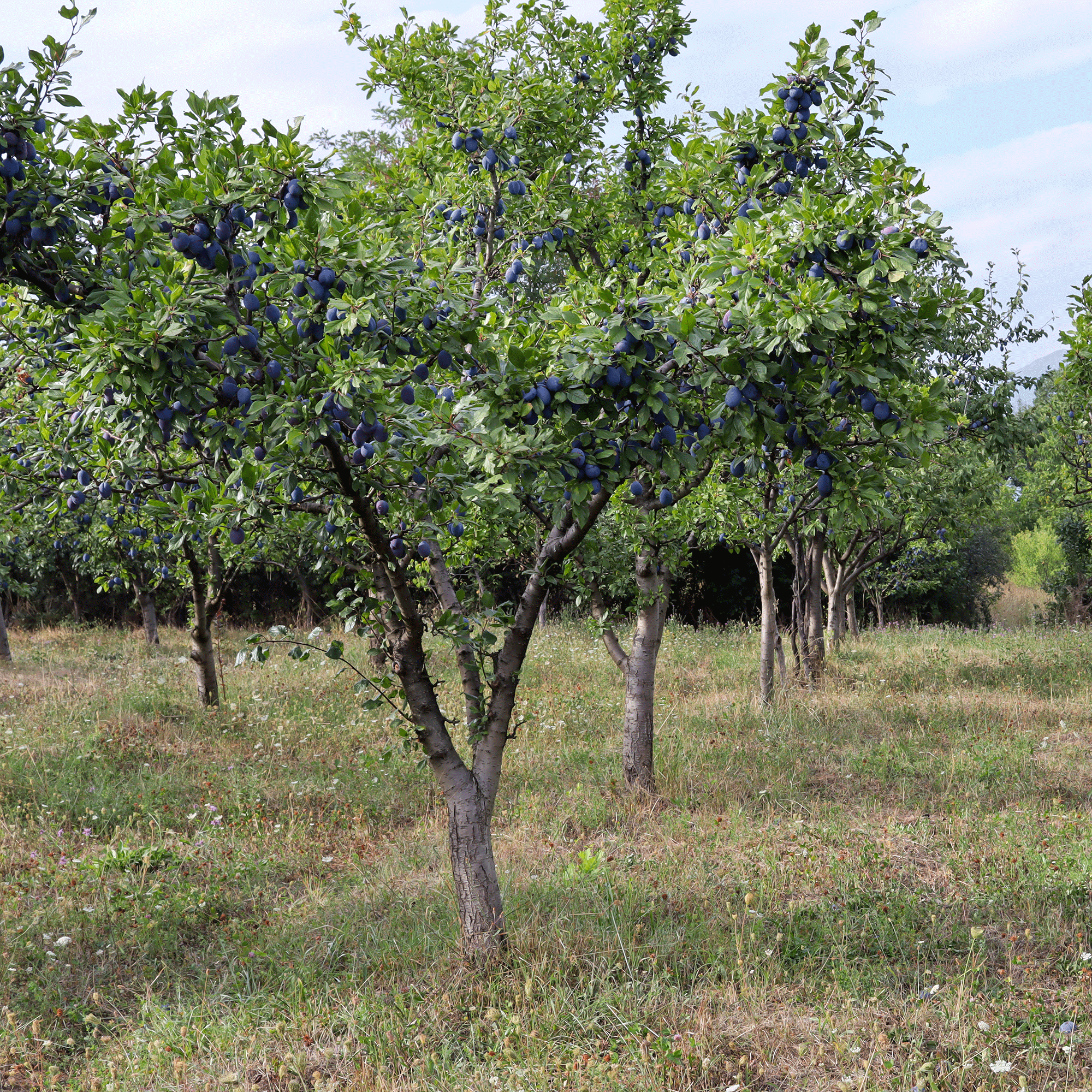 Plum tree in field