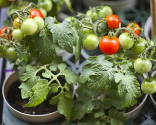 Growing tomato plants