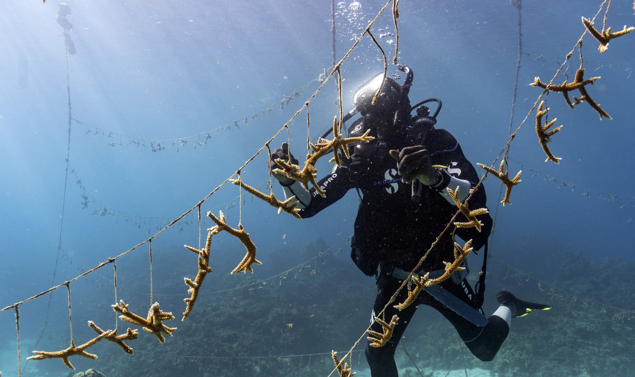 A coral nursery in Jamaica.