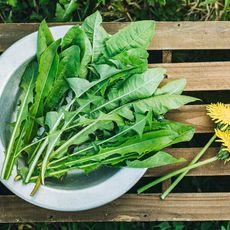 fresh picked dandelion leaves on plate 