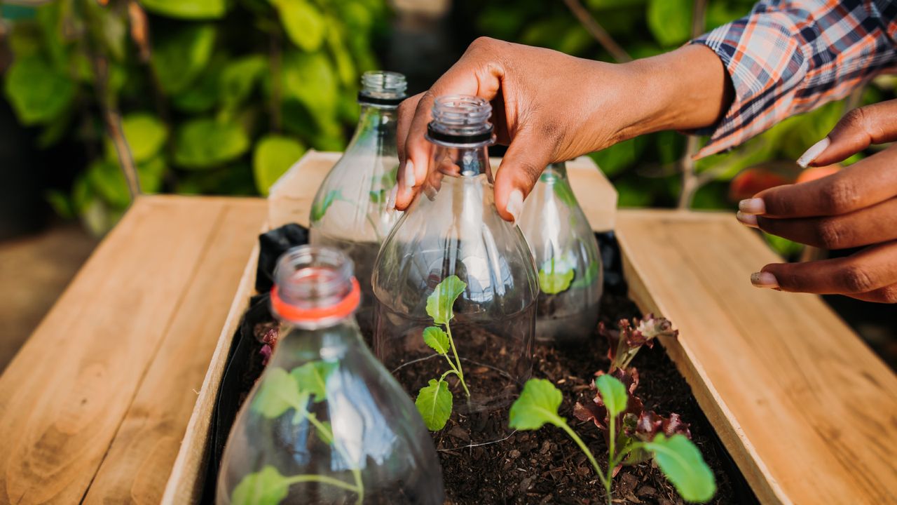 Gardener places a recycled soda bottle over top of seedlings