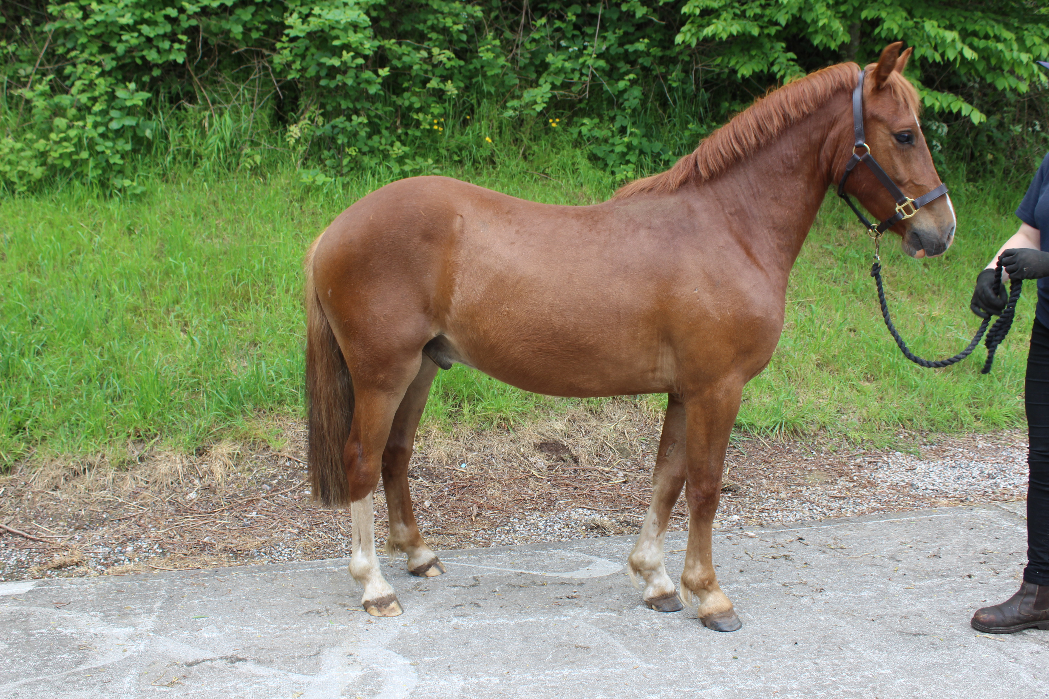 World-Horse-Welfare-Quaver-1.jpg