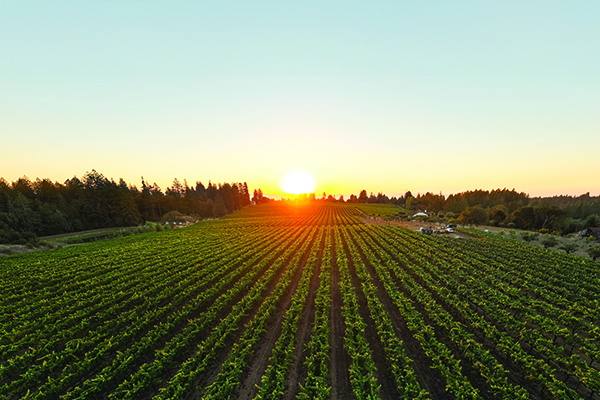 The-Heintz-vineyard-east-of-Occidental-in-the-Sonoma-Coast-AVA.-Credit-For-Senses-by-Jak-Wonderly.jpg