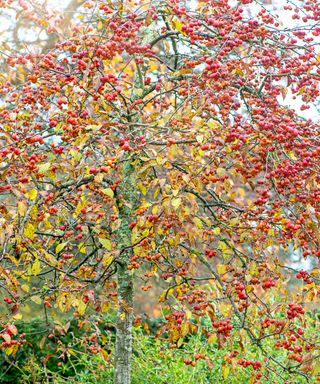 red winter berries on a crab apple tree