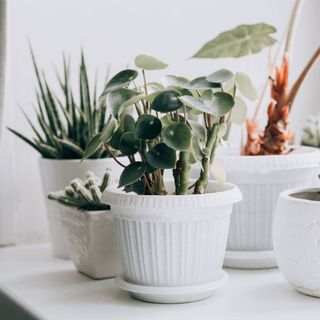 A variety of indoor plants in white textured plant pots.