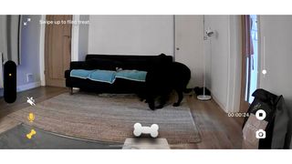 A screenshot of a living room view from the Petcube Bites 2 Lite camera