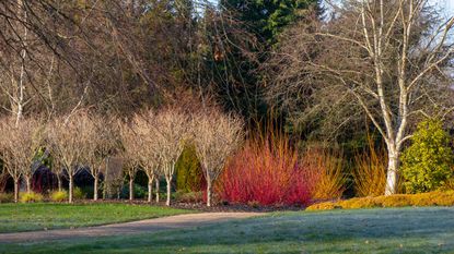 birch trees in a winter garden