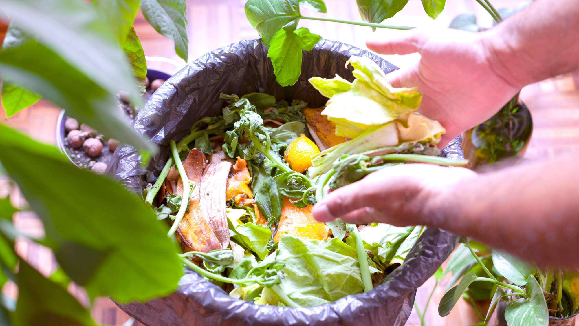 Adding kitchen scraps to compost bin