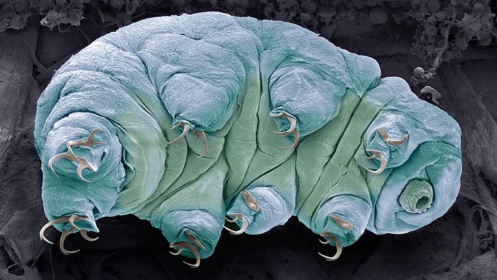 Tardigrade proteins may just gradual getting older in people, small cellular learn about reveals