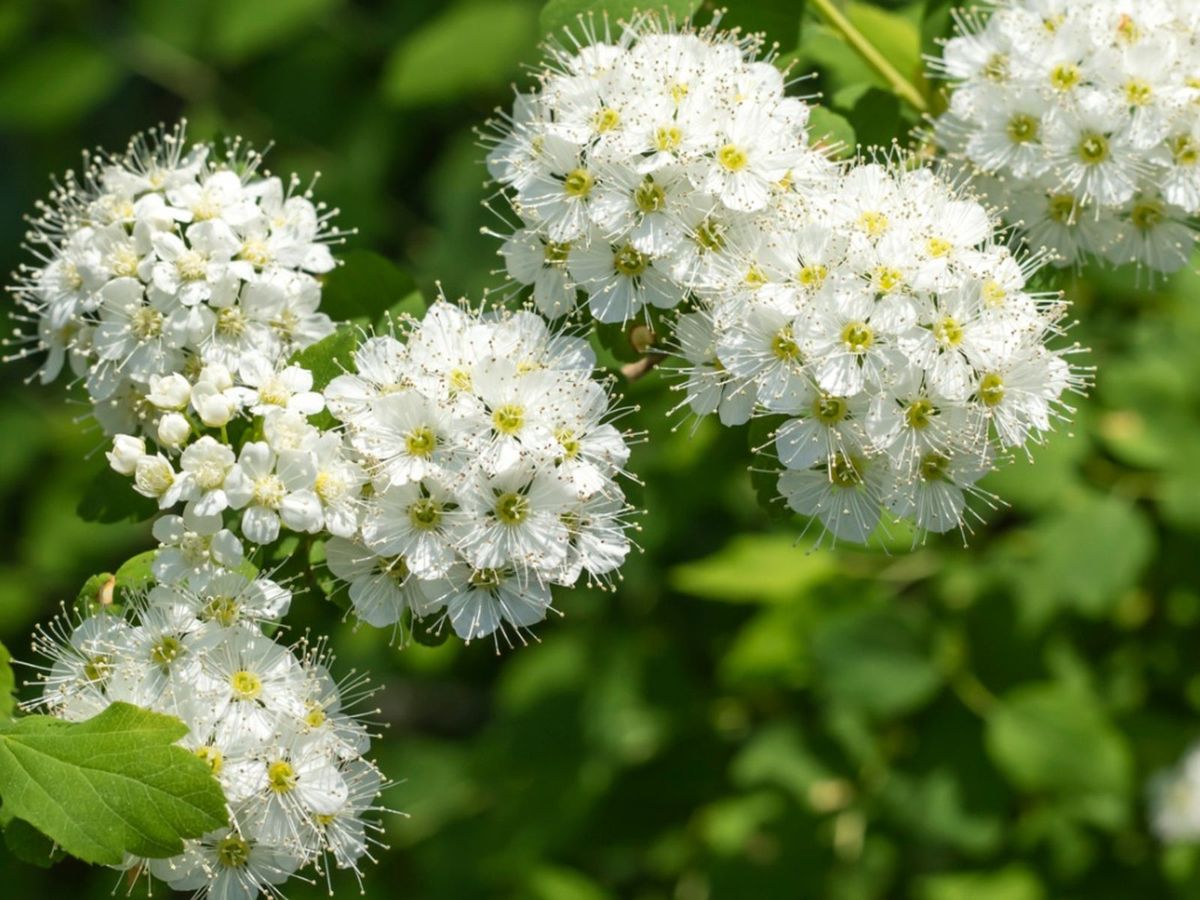 What Is A Nannyberry Plant Tips For Growing Nannyberry Viburnum Shrubs