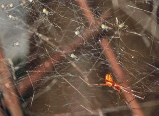 Researchers have found that male Manogea porracea spiders are homemakers, tidying up their webs and protecting egg sacs to ensure spiderling success.