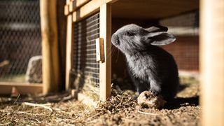 How to clean a rabbit cage