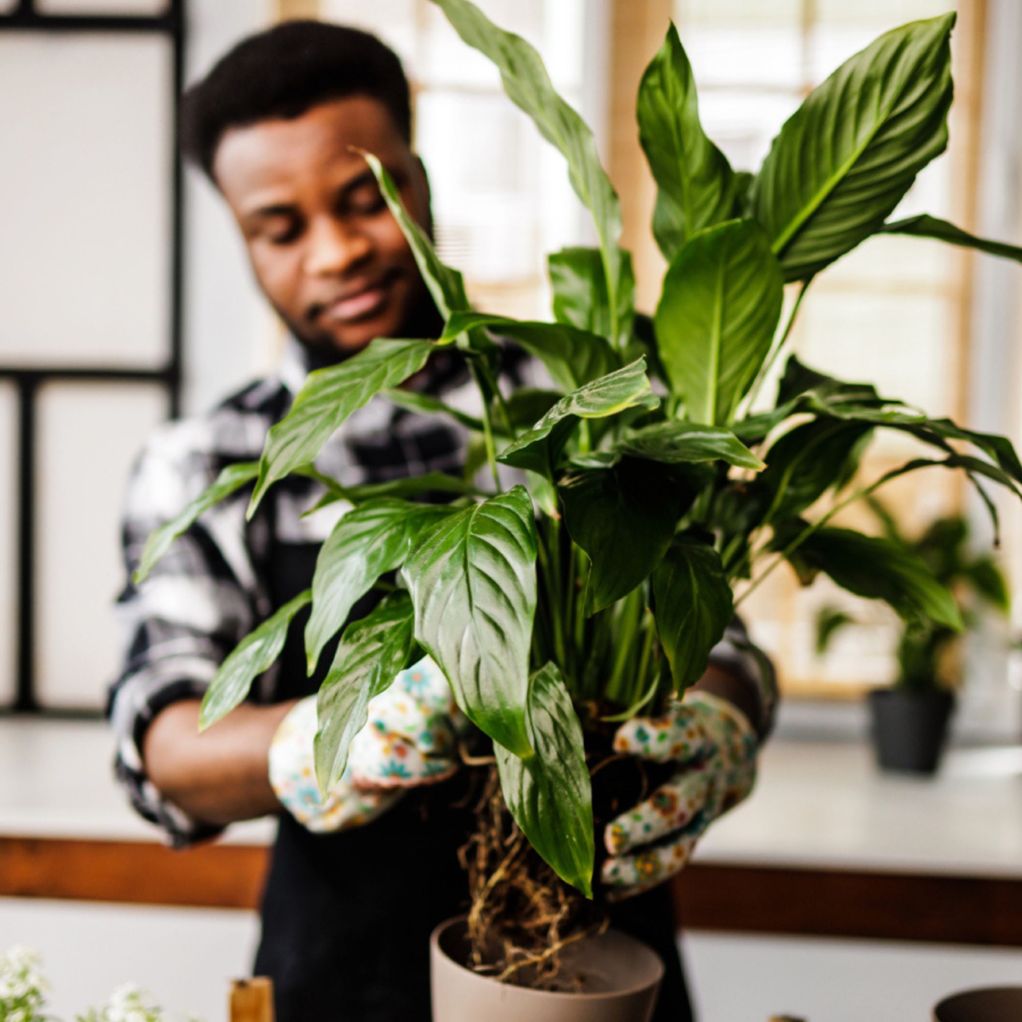 Man repotting houseplant