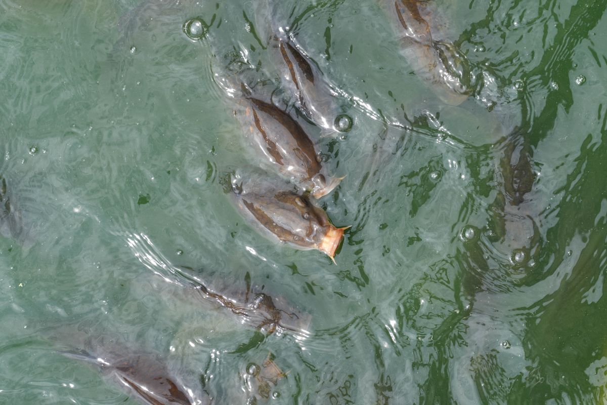 fish feeding shot on Sony a6700