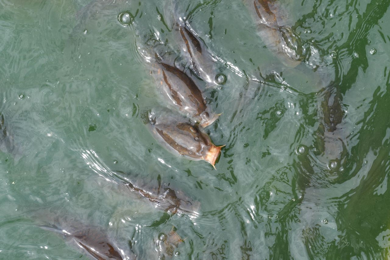 fish feeding shot on Sony a6700