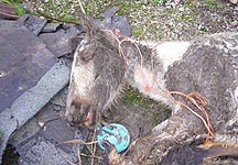 dead-pony.jpg