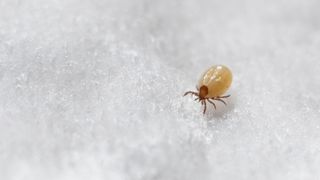 A mite under a microscope