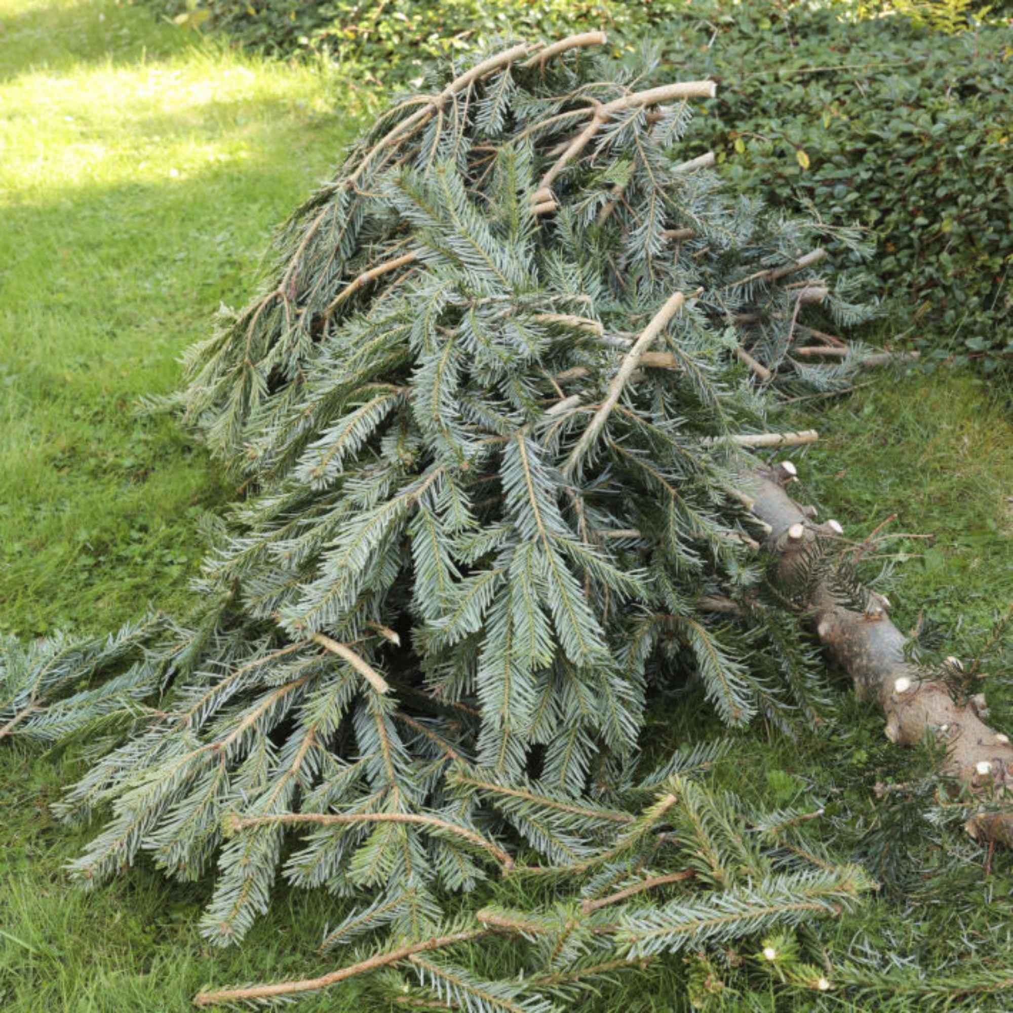 Christmas tree on grass