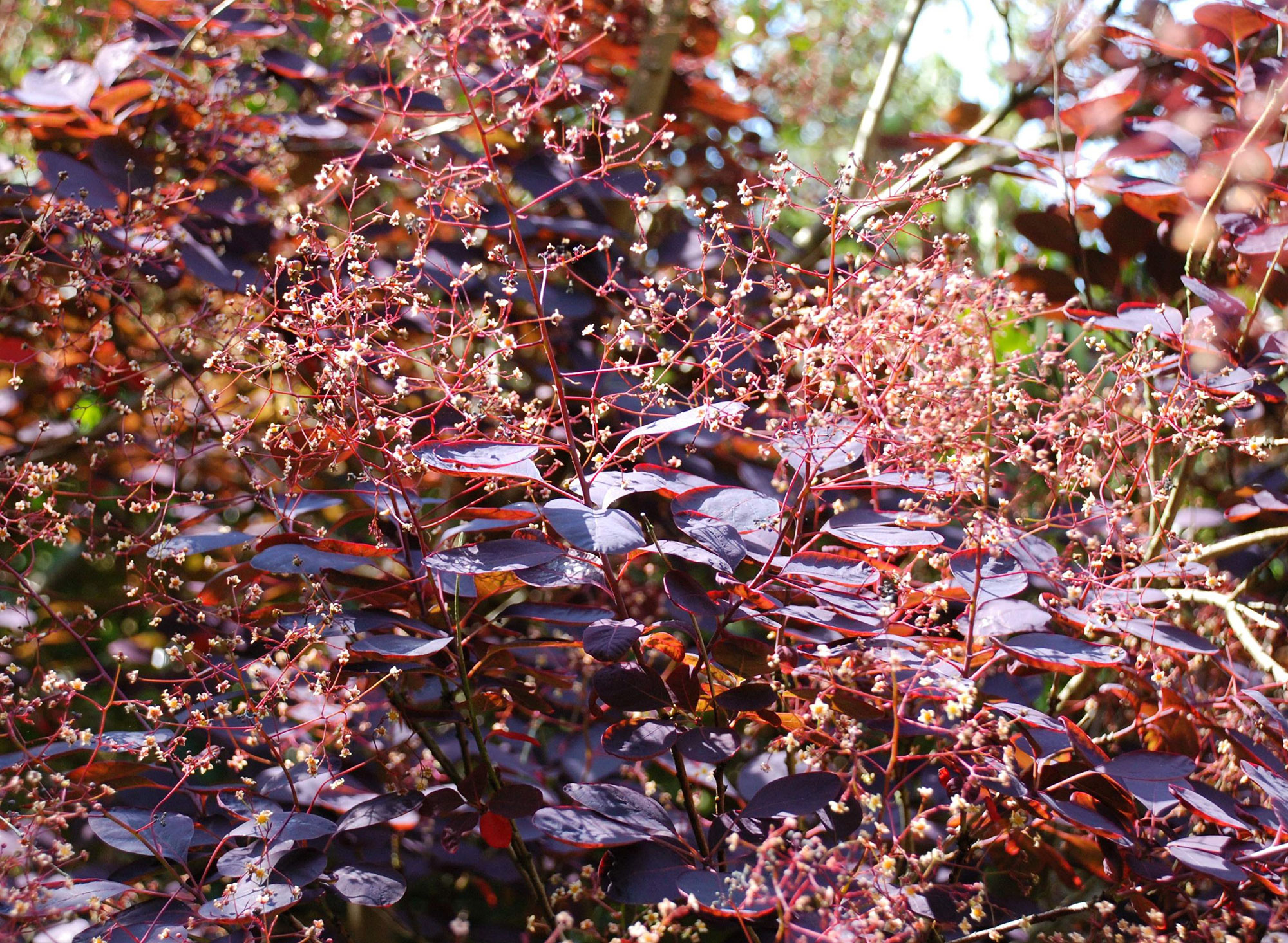 Cotinus coggygria Royal Purple