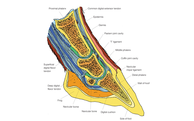 parasagittal_section_hoof
