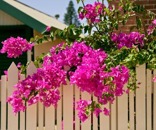 pink bougainvillea growing over a fence