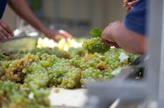 Chenin Blanc renaissance