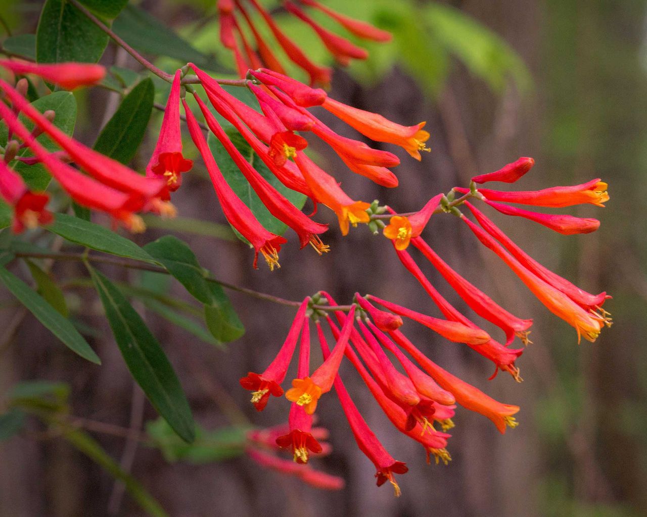 Types of honeysuckle: 10 beautiful varieties for your garden | Gardeningetc